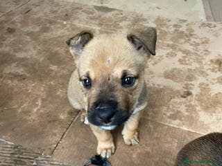 Pitbull cani CI ADOTTI? - Annuncio 12