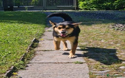 Meticcio cani in regalo: ACHILLE, 6 ANNI, TG PICCOLA, 9.5 KG. a Provincia di Bergamo - Immagine 2