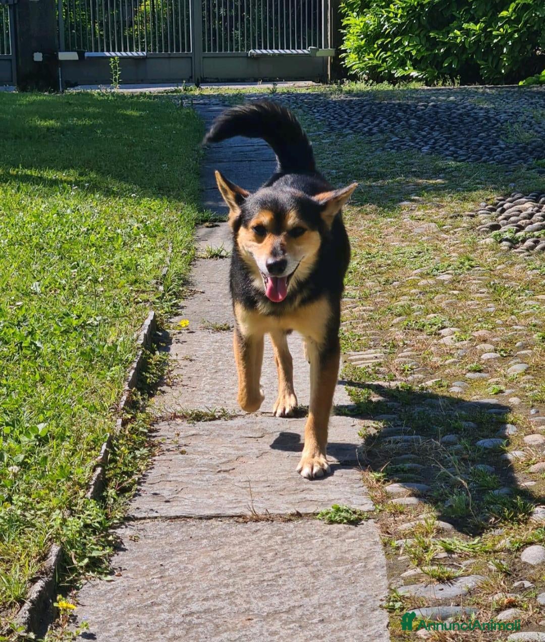 Meticcio cani in regalo: ACHILLE, 6 ANNI, TG PICCOLA, 9.5 KG. a Provincia di Bergamo - Immagine 2