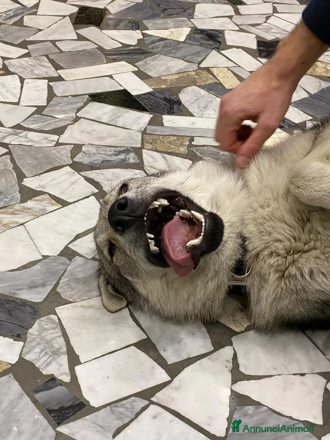 Lupo Cecoslovacco cani in regalo: Cane Lupo Cecoslovacco  a Città Metropolitana di Napoli - Annuncio 2