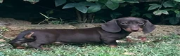 Bassotto cani in vendita: Cuccioli Bassotto Kaninchen e nano - Annuncio 11