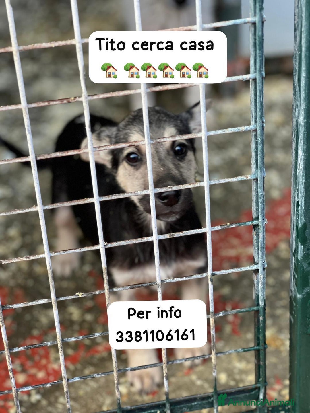Meticcio cani in regalo: Tito meraviglioso cucciolo taglia medio piccola  - Annuncio 2
