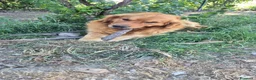 Golden Retriever cani per accoppiamento: Maschio inglese per monta - Annuncio 4