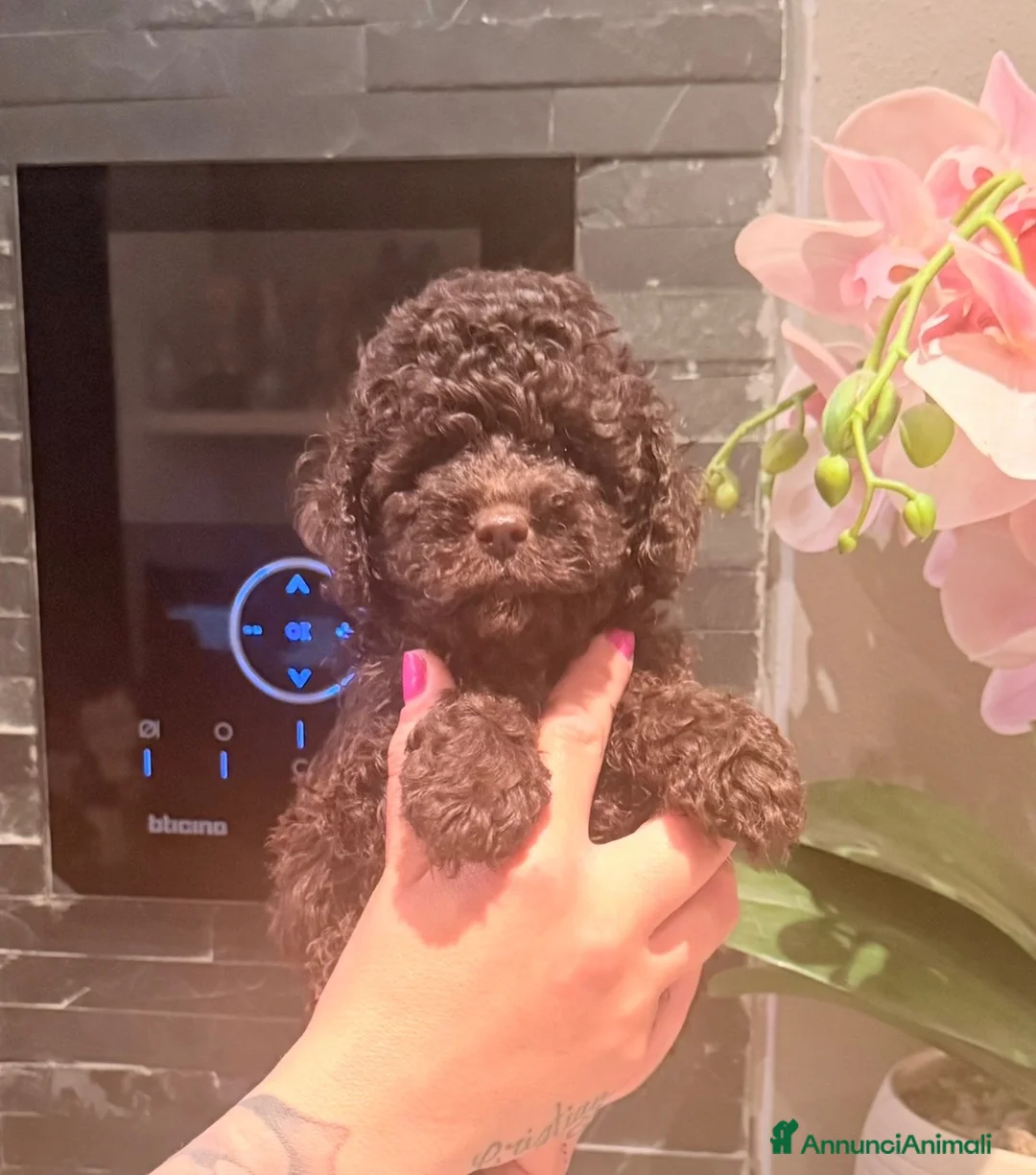Barboncino cani in vendita: Cuccioli di barboncino  - Annuncio 2