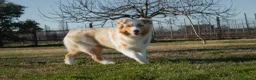 Australian Shepherd cani in vendita: Cuccioli Pastore Australiano pedigree - Annuncio 6