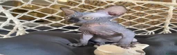 Sphynx gatti in vendita: Cuccioli Sphynks  - Annuncio 22