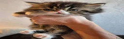 Persiano gatti in vendita: Bellissimo cucciolo di gatto persiano - Annuncio 4