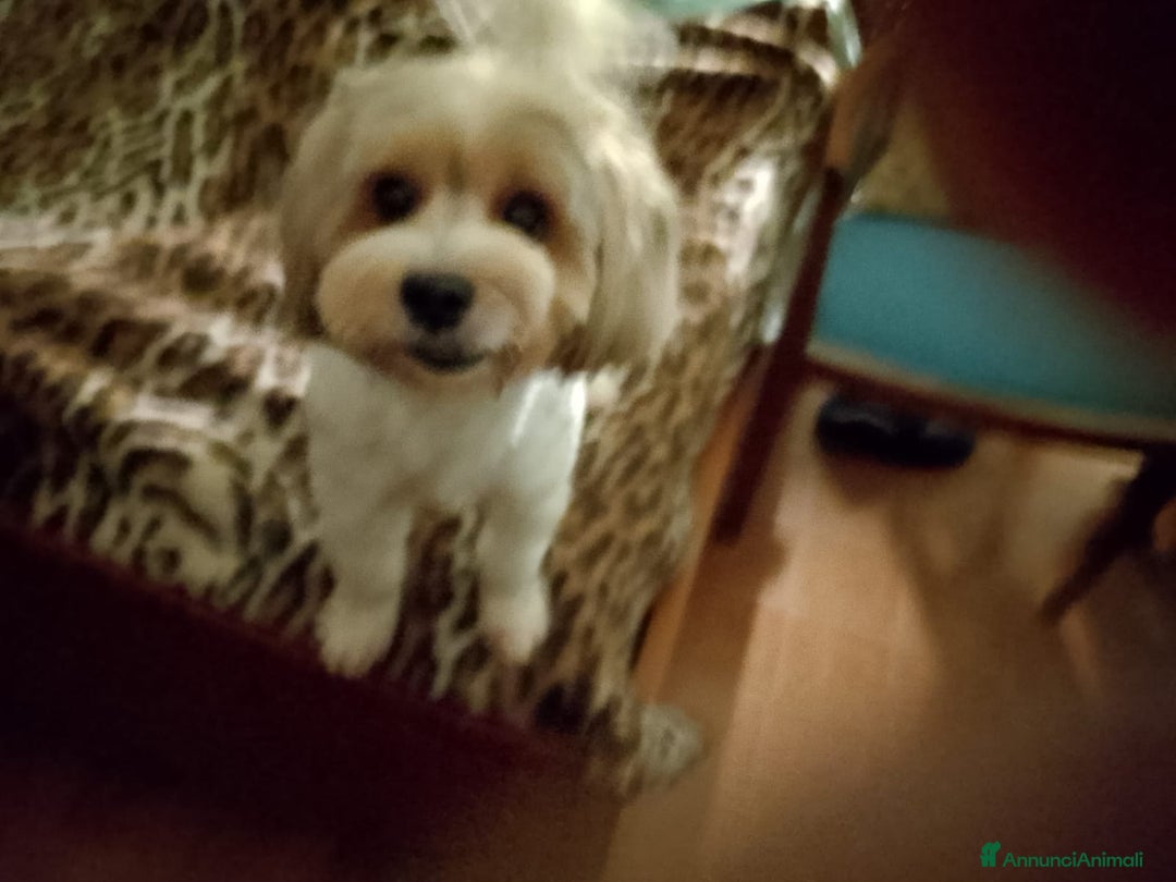 Yorkshire cani in regalo: Regalo cagnolino rimasto orfano di umani  - Annuncio 2