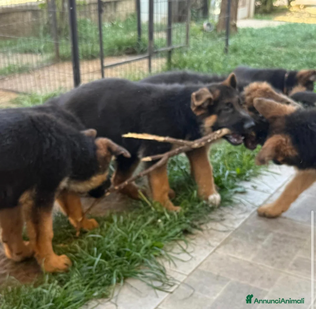 Pastore Tedesco cani in vendita: Cucciolo figlio di campioni pastore tedesco  - Annuncio 3