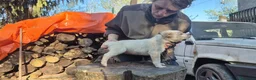 Australian Cattledog cani in vendita: Cuccioli Australian Cattledog a Città Metropolitana di Genova - Annuncio 4