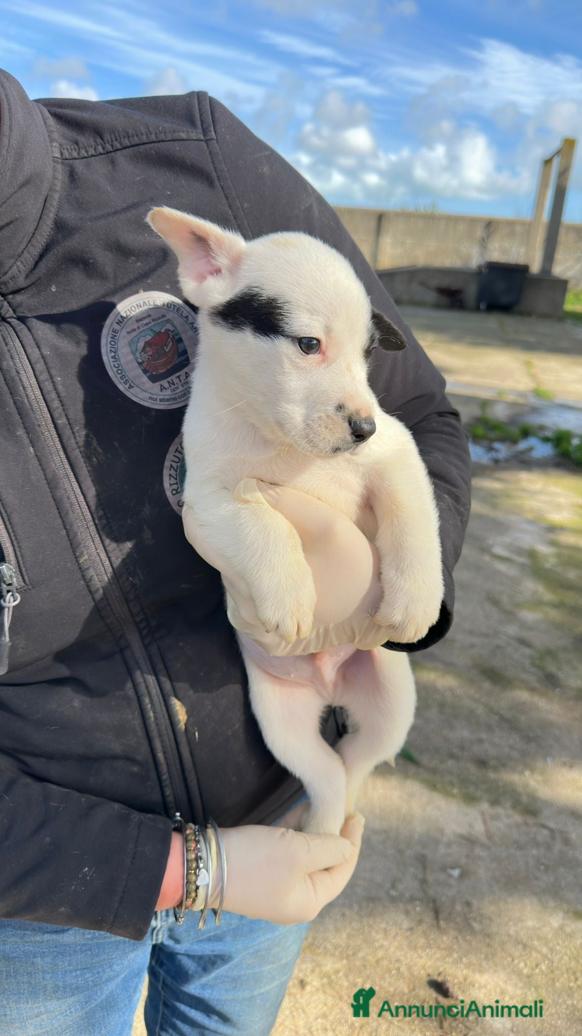Meticcio cani LINO 💙 - cucciolo tenerissimo cerca adozione 🙏🏻 - Annuncio 2