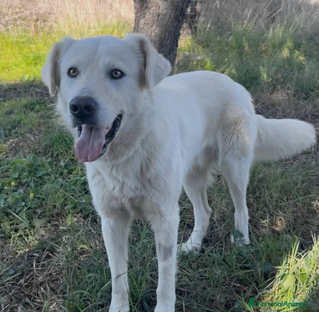 Meticcio cani in regalo:  Guè  a Provincia di Crotone - Annuncio 4