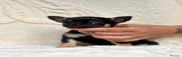 Chihuahua cani in vendita: Cucciolo di chihuahua maschio a pelo corto - Annuncio 2