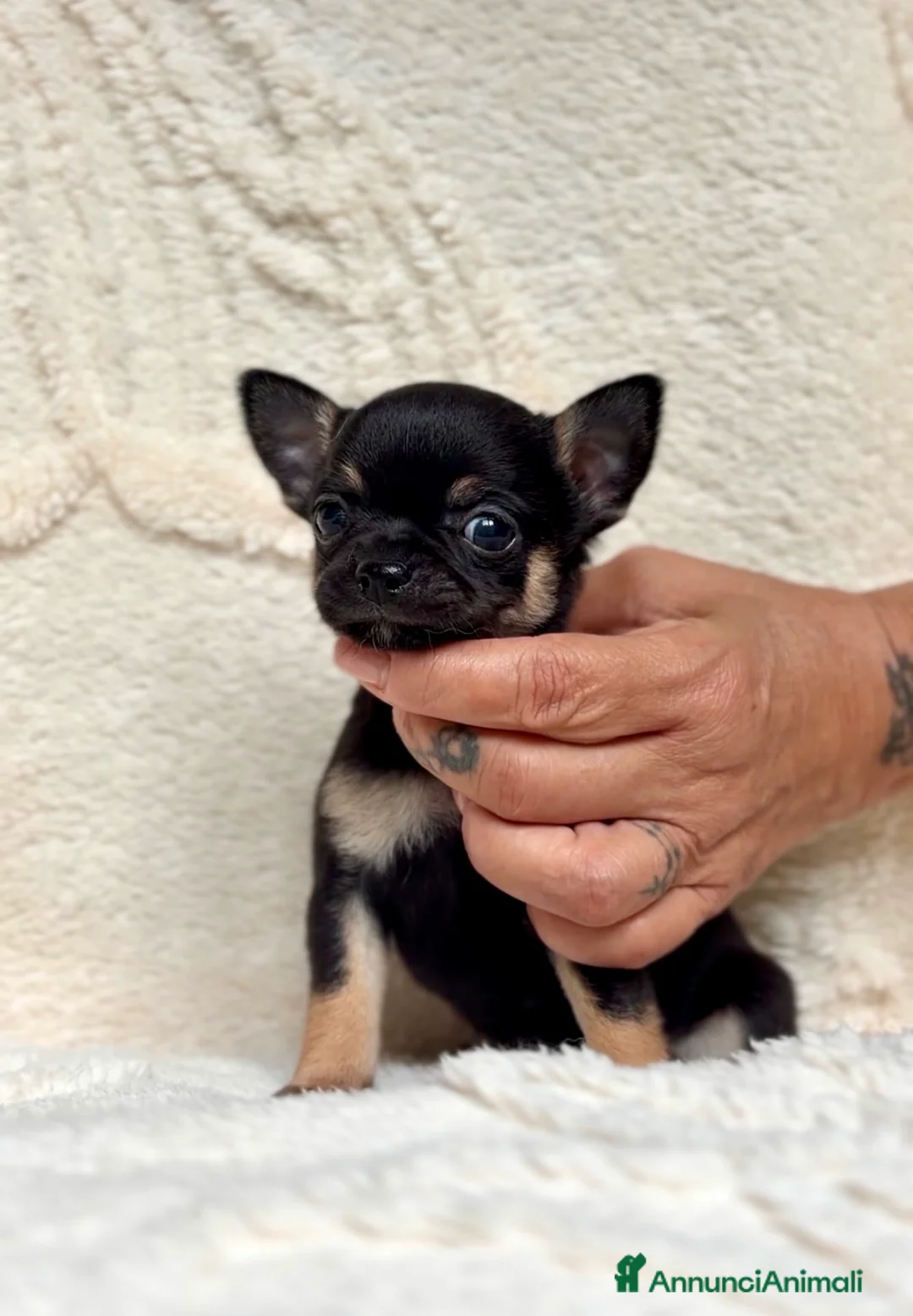 Chihuahua cani in vendita: Cucciolo di chihuahua maschio a pelo corto - Annuncio 2