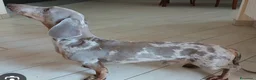 Bassotto cani in vendita: Cucciolo di Bassotto - Annuncio 5