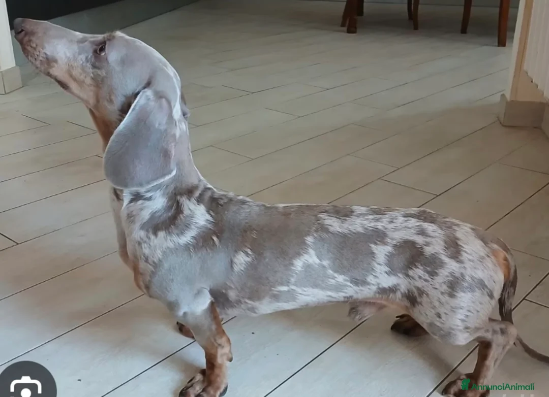 Bassotto cani in vendita: Cucciolo di Bassotto - Annuncio 5