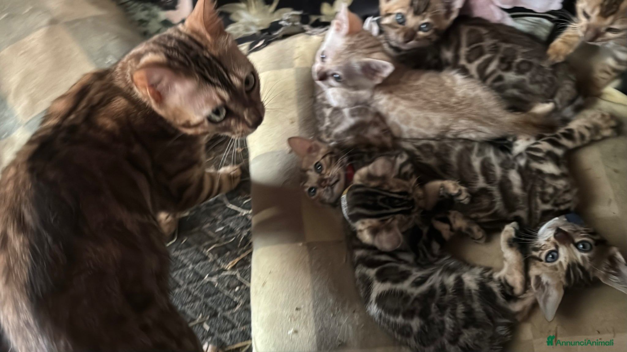 Bengala gatti in vendita: Cuccioli di Bengal / Bengala - Annuncio 6