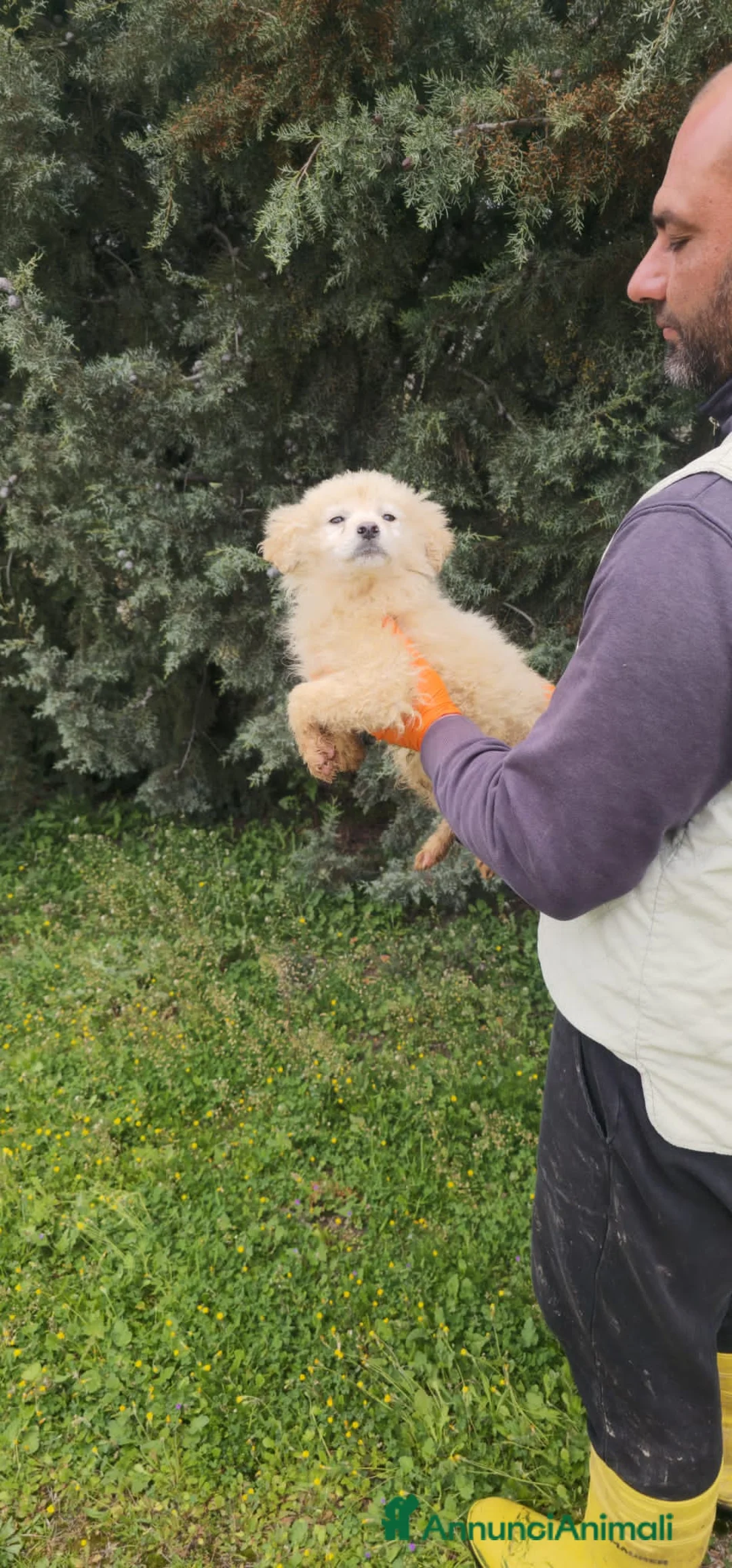 Meticcio cani in regalo: AMBRA E ADALGISA - Annuncio 5
