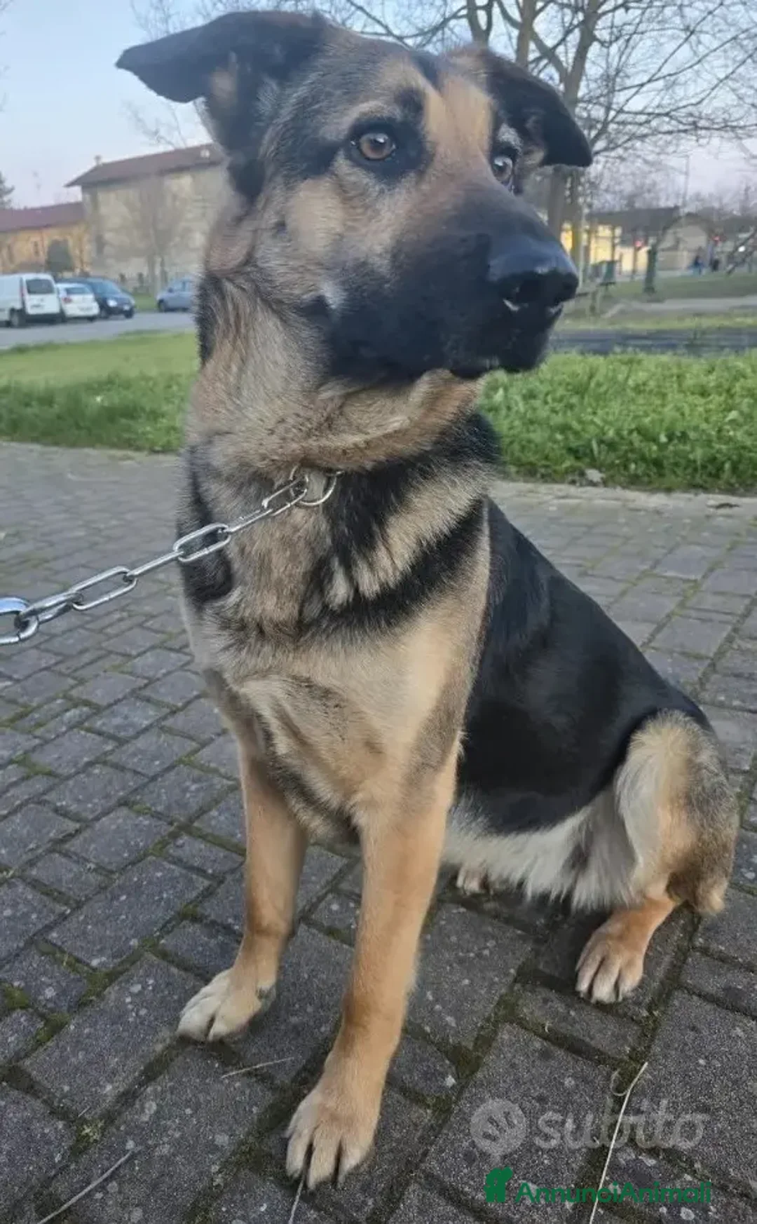 Meticcio cani in regalo: Simil pastore tedesco - Annuncio 2