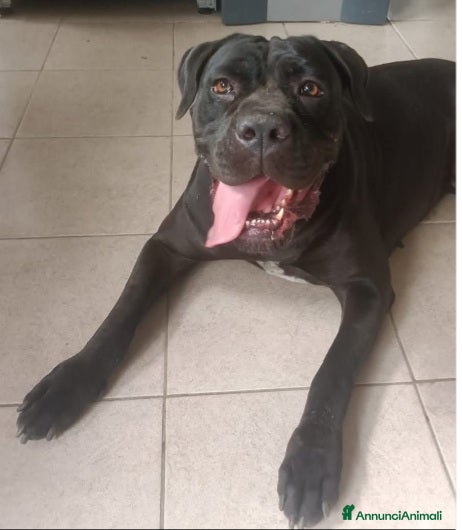 Cane Corso cani Corso giovane nero soffre in box da 18mesi!MILANO a Città metropolitana di Milano - Annuncio 4