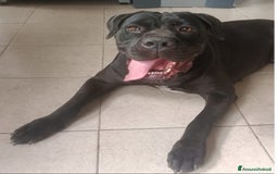 Cane Corso cani in regalo: Corso giovane nero soffre in box da 18mesi!MILANO a Città metropolitana di Milano - Immagine 1