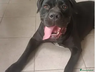 Cane Corso cani Corso giovane nero soffre in box da 18mesi!MILANO a Città metropolitana di Milano - Annuncio 12