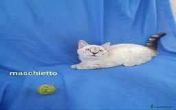 Scottish gatti in vendita: Scottish fold e straight  a Provincia di Frosinone - Immagine 8