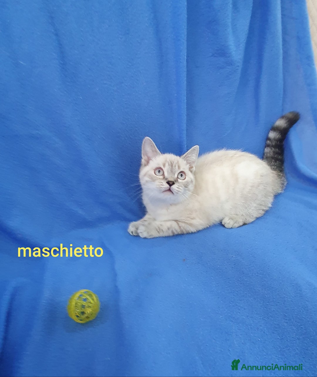 Scottish gatti in vendita: Scottish fold e straight  a Provincia di Frosinone - Immagine 8