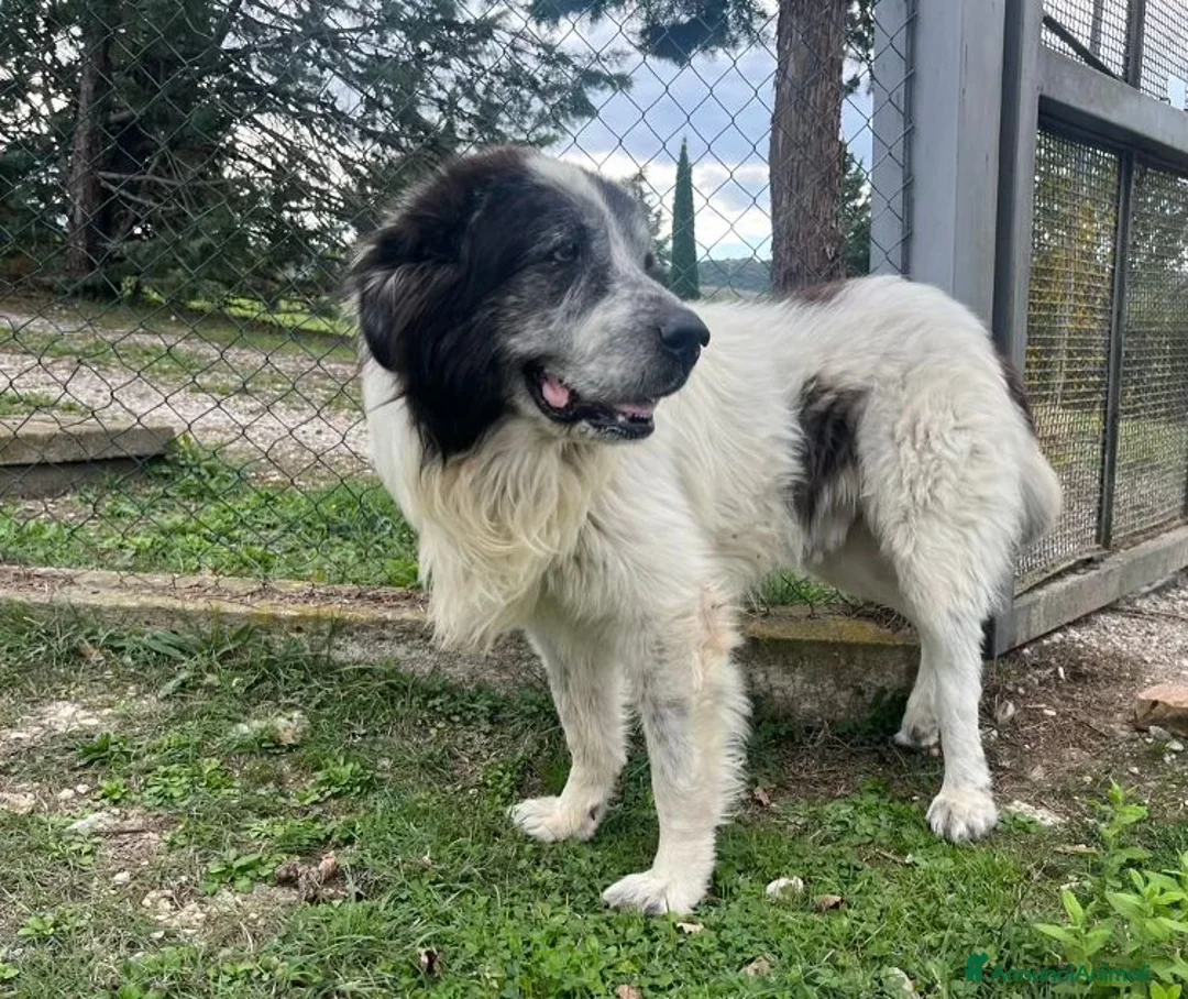 Meticcio cani in regalo: HULK ama carezze e compagnia  - Annuncio 1