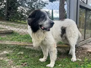 Meticcio cani HULK ama carezze e compagnia - Annuncio 1