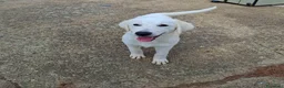 Meticcio cani in regalo: PROVOLA 🩷 QUEL SORRISO CERCA CASA a Provincia di Savona - Annuncio 5