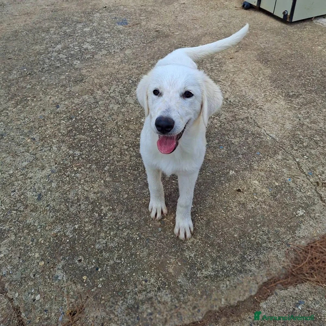 Meticcio cani in regalo: PROVOLA 🩷 QUEL SORRISO CERCA CASA a Provincia di Savona - Annuncio 5