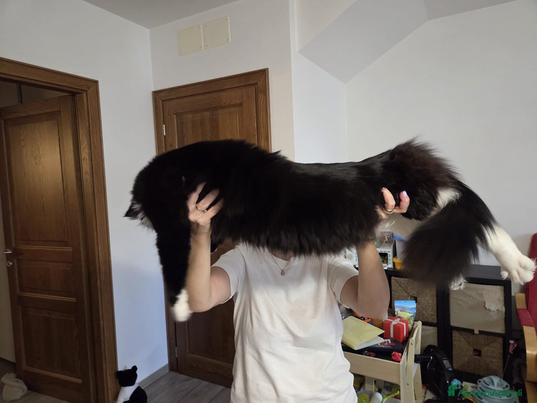 Maine Coon gatti in vendita: Vendo Cuccioli di Maine Coon - Annuncio 3