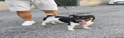 Meticcio cani in regalo: BOBBY mix jack Russell 3 anni - Annuncio 12