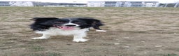 Border Collie cani per accoppiamento: Accoppiamento  - Annuncio 3