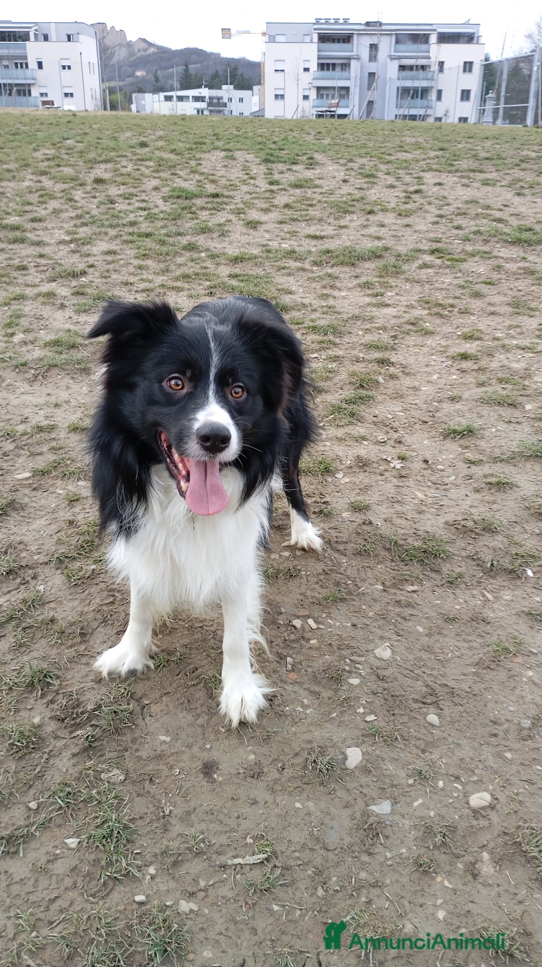 Border Collie cani per accoppiamento: Accoppiamento  - Annuncio 3