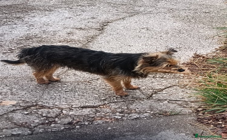 Meticcio cani - Annuncio 7