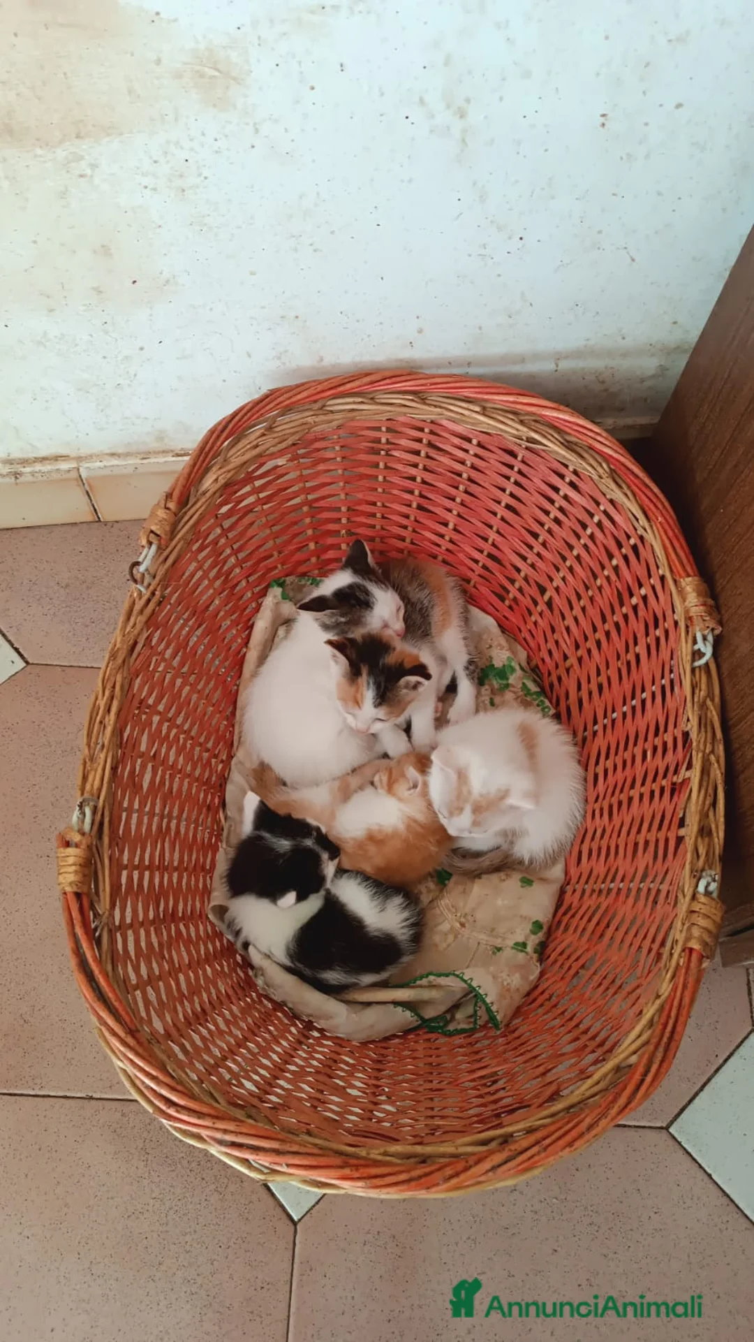 Meticcio gatti in regalo: Adorabili gattini in cerca di famiglia - Annuncio 2