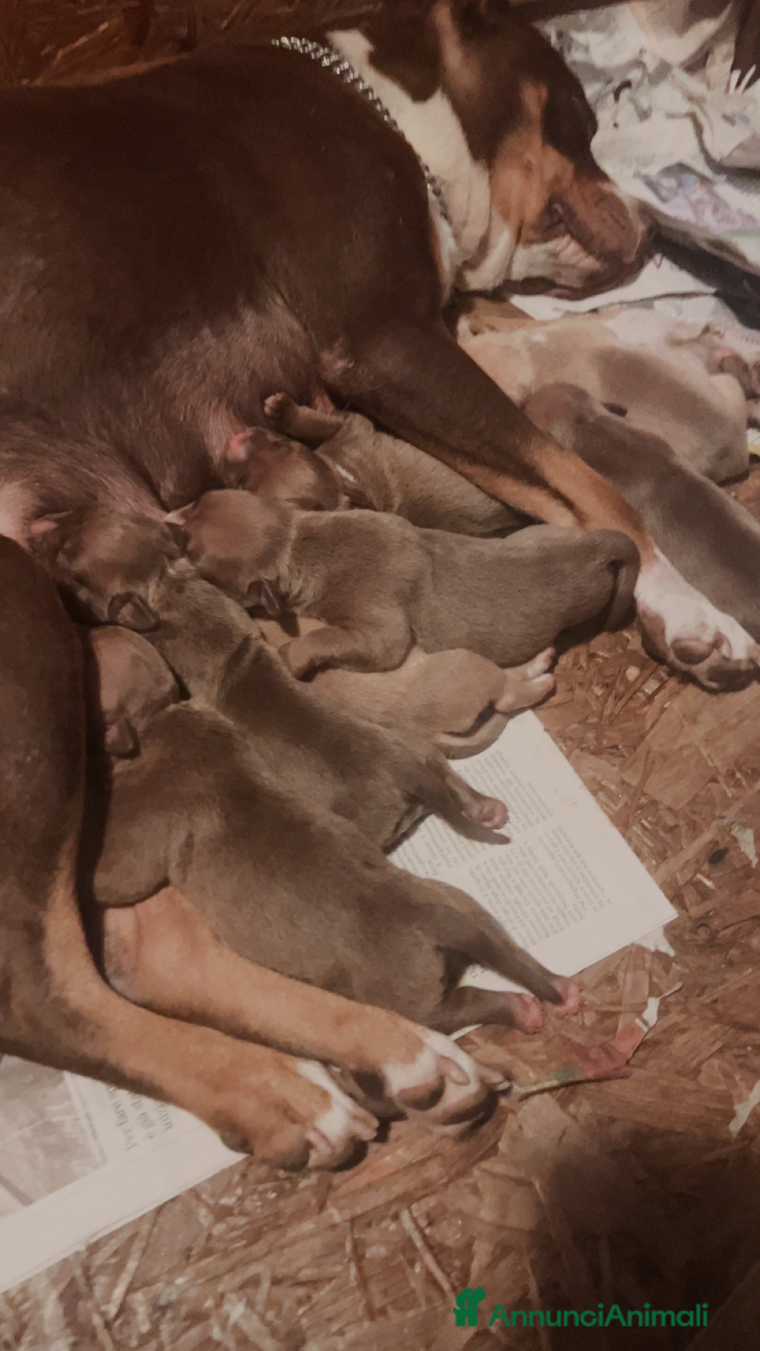 Pitbull cani in vendita: Cuccioli pitbull con pedigree  - Immagine 7