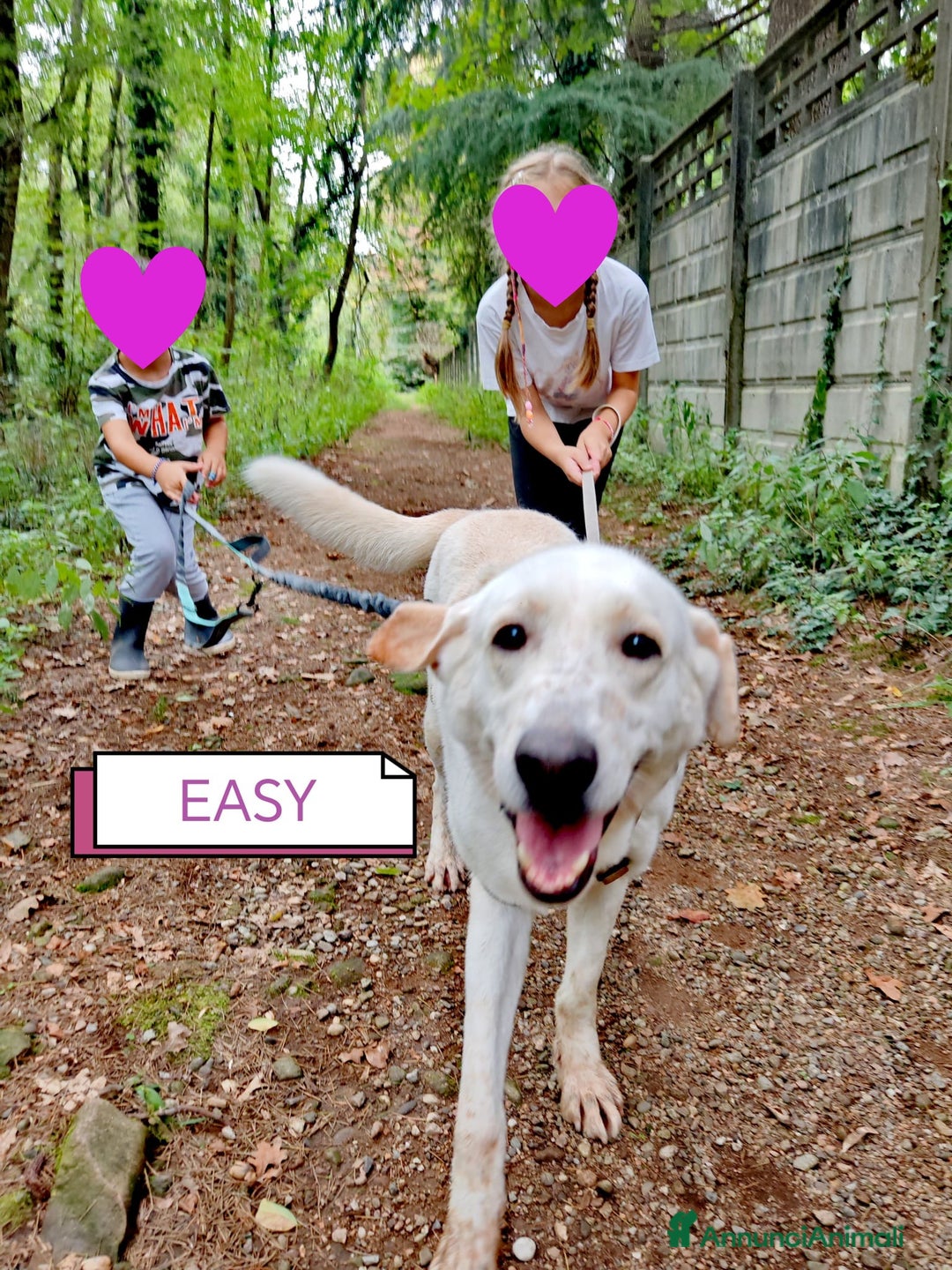 Labrador cani in regalo: Splendida Labrador - EASY a Città metropolitana di Milano - Annuncio 8