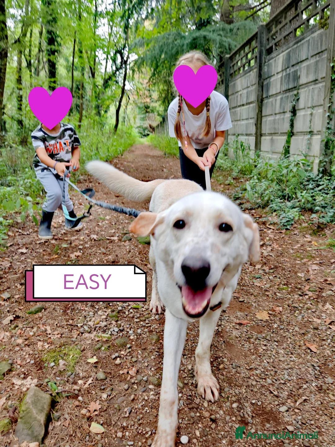 Labrador cani in regalo: Splendida Labrador - EASY a Città metropolitana di Milano - Annuncio 8