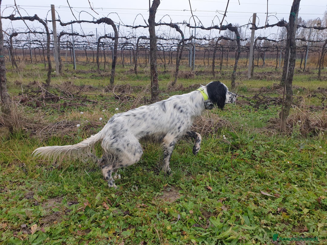 Setter Inglese cani in vendita: Cucciolo Sette Inglese - Annuncio 6