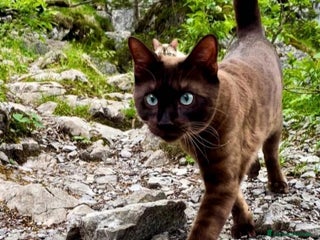 Bengala gatti Splendida gatta del bengala con pedigree - Annuncio 1