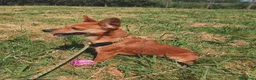Meticcio cani in regalo: Valentina , simil pincher - Annuncio 5