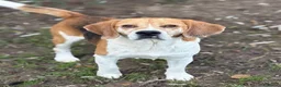 Beagle cani in regalo: ADOZIONE DEL CUORE PER IL DOLCE BEAGLE PUMBA - Annuncio 1