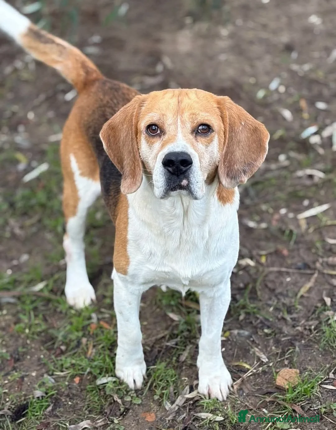 Beagle cani in regalo: ADOZIONE DEL CUORE PER IL DOLCE BEAGLE PUMBA - Annuncio 1