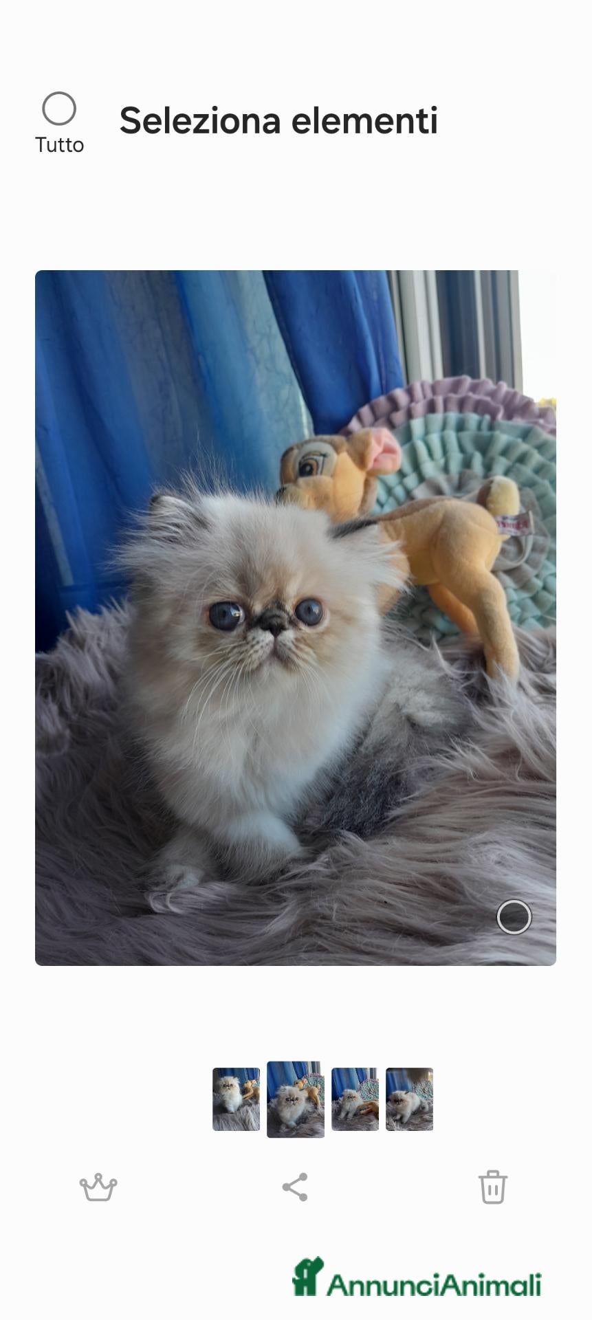 Persiano gatti Gatti persiani - Annuncio 12