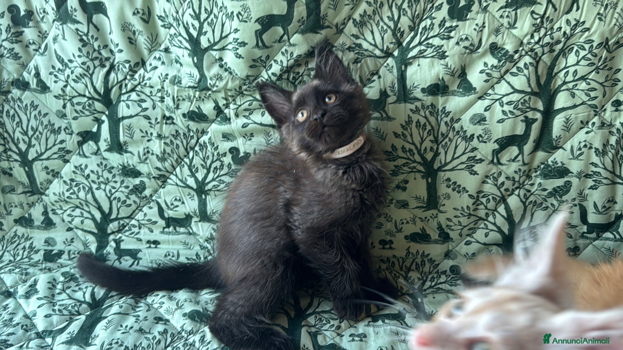 Maine Coon gatti in vendita: Cuccioli di maine coon manto black smoke - Annuncio 20