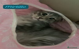 Siberiano gatti in vendita: Vendesi gattini Siberiani  - Immagine 7