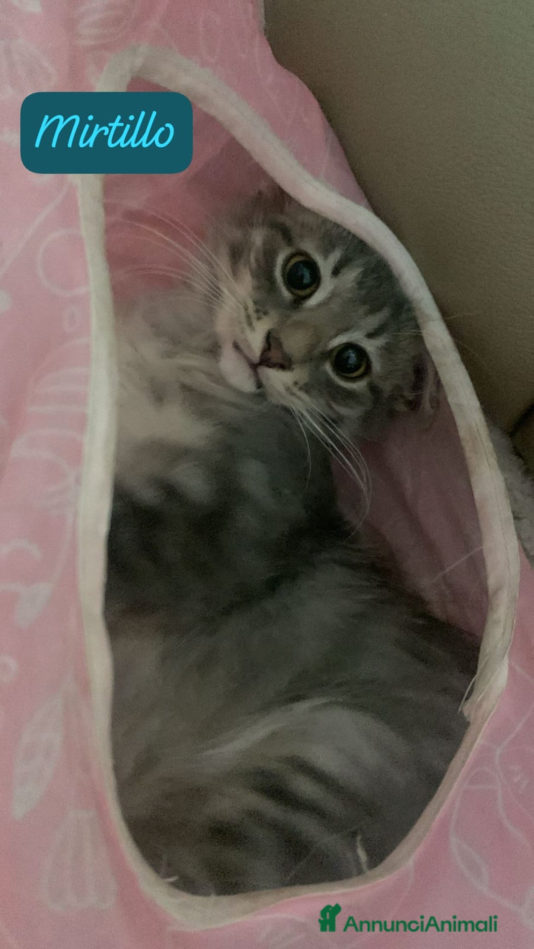 Siberiano gatti in vendita: Vendesi gattini Siberiani  - Annuncio 7